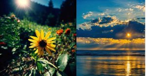 Sunshine Quotes